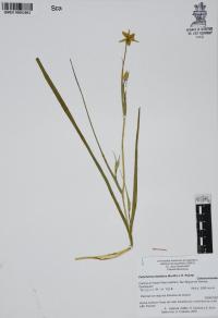 Calochortus barbatus image